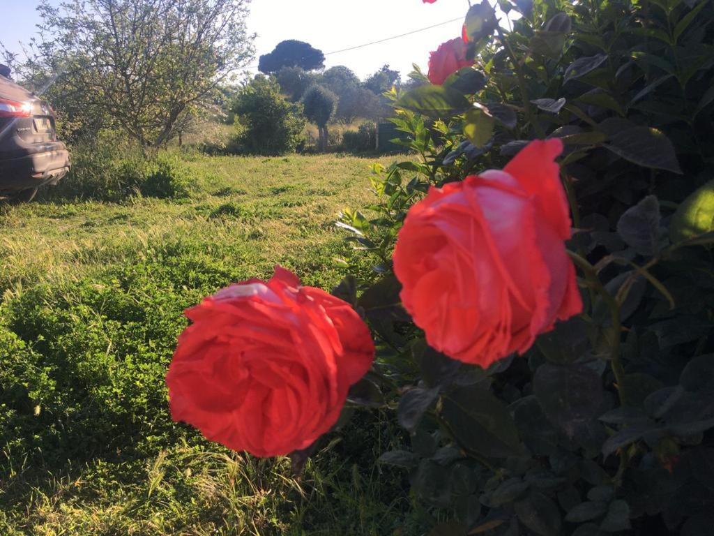 Quinta Das Teimosas By Stay In Alentejo Cercal do Alentejo エクステリア 写真